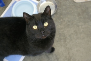 Are black cats lucky or unlucky?